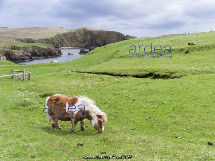 : Shetland Pony on pasture near high cliffs : Shetland Pony on pasture near high cliffs