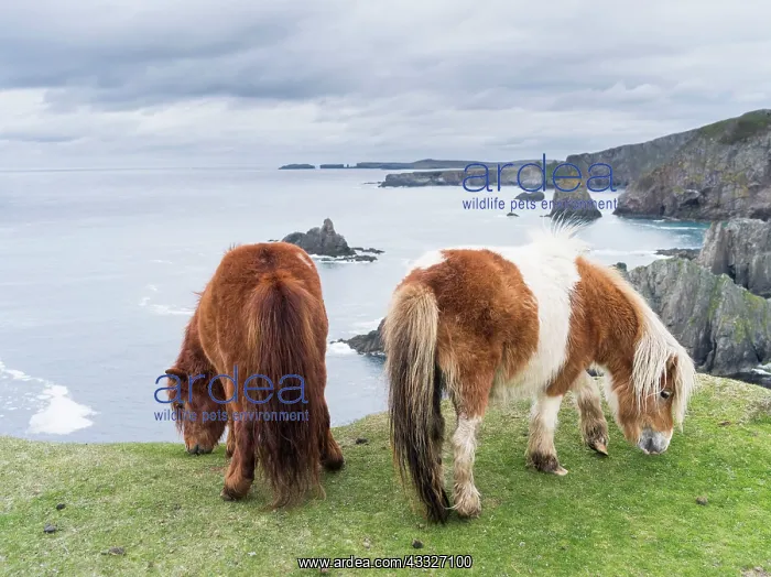: Shetland Pony on pasture near high cliffs : Shetland Pony on pasture near high cliffs