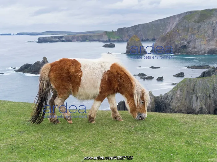 : Shetland Pony on pasture near high cliffs : Shetland Pony on pasture near high cliffs