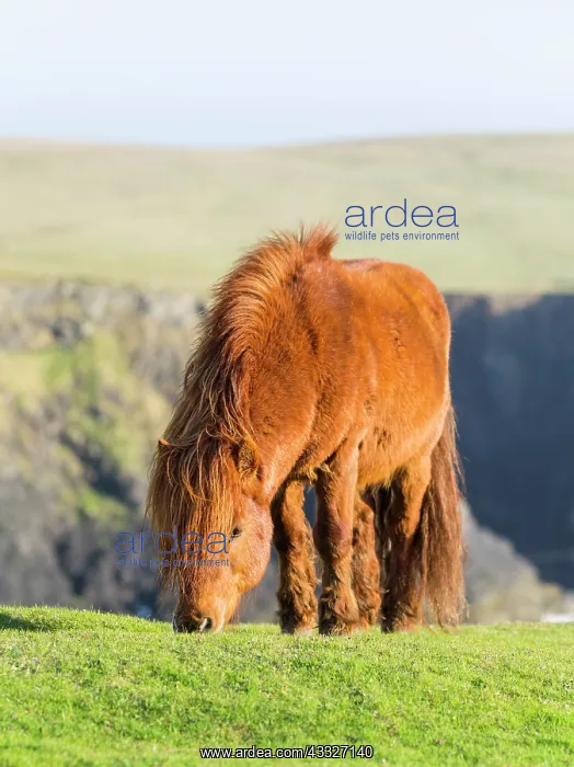 : Shetland Pony on pasture near high cliffs : Shetland Pony on pasture near high cliffs