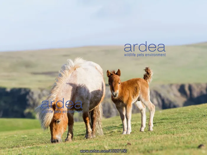 : Shetland Pony on pasture near high cliffs : Shetland Pony on pasture near high cliffs