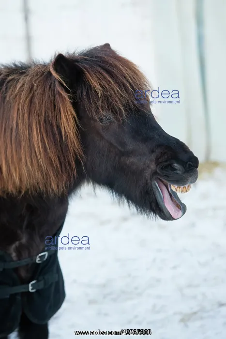 : Shetland Pony, portrait of stallion yawning, Hessen : Shetland Pony, portrait of stallion yawning, Hessen