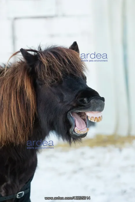 : Shetland Pony, portrait of stallion yawning, Hessen : Shetland Pony, portrait of stallion yawning, Hessen