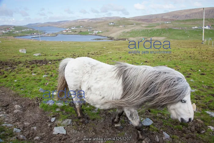 : Shetland Pony, Shetland islands, Scotland : Shetland Pony, Shetland islands, Scotland