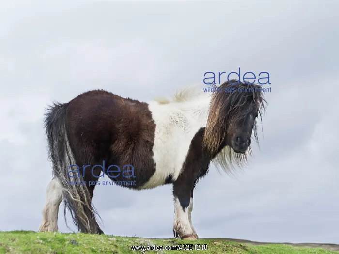 : Shetland Pony, Shetland islands, Scotland : Shetland Pony, Shetland islands, Scotland
