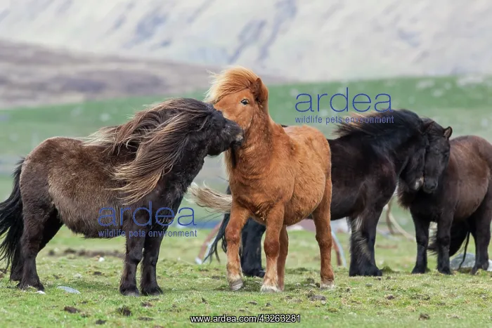 : Shetland Pony, Shetland islands, Scotland : Shetland Pony, Shetland islands, Scotland
