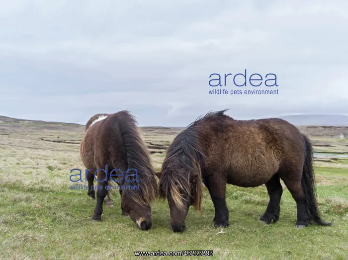 : Shetland Pony, Shetland islands, Scotland : Shetland Pony, Shetland islands, Scotland