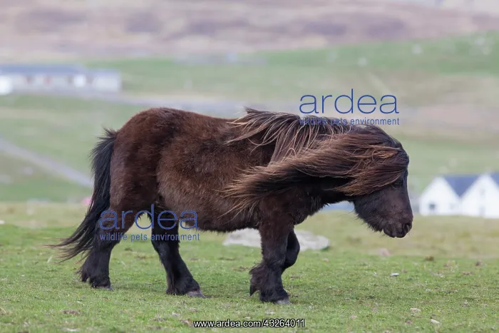 : Shetland Pony, Shetland islands, Scotland : Shetland Pony, Shetland islands, Scotland