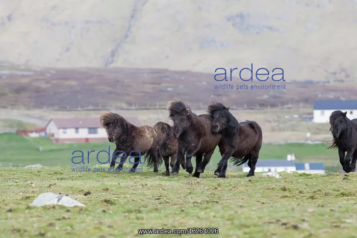 : Shetland Pony, Shetland islands, Scotland : Shetland Pony, Shetland islands, Scotland