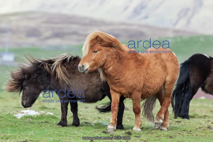 : Shetland Pony, Shetland islands, Scotland : Shetland Pony, Shetland islands, Scotland