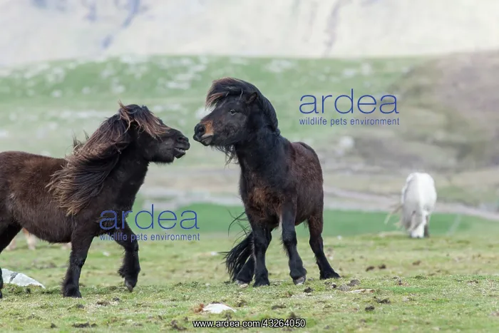 : Shetland Pony, Shetland islands, Scotland : Shetland Pony, Shetland islands, Scotland