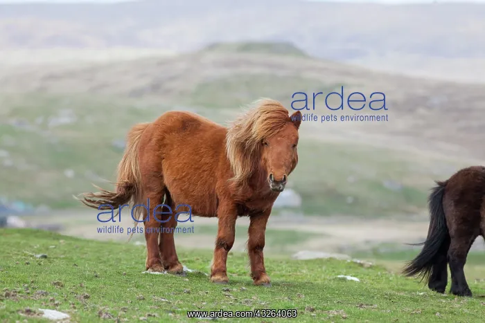 : Shetland Pony, Shetland islands, Scotland : Shetland Pony, Shetland islands, Scotland