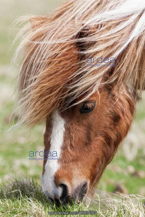 : Shetland Pony, Shetland islands, Scotland : Shetland Pony, Shetland islands, Scotland