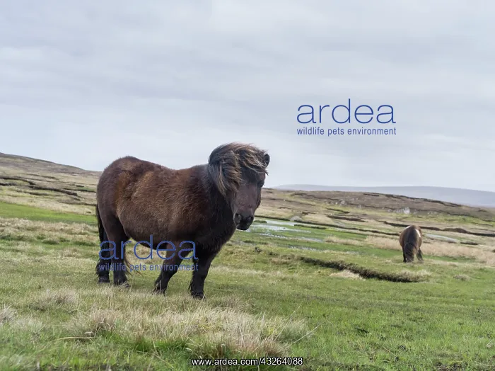  : Shetland Pony, Shetland islands, Scotland