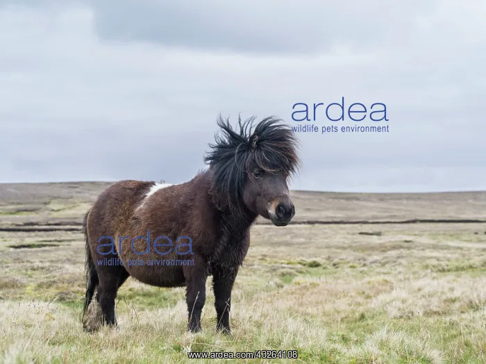 : Shetland Pony, Shetland islands, Scotland : Shetland Pony, Shetland islands, Scotland