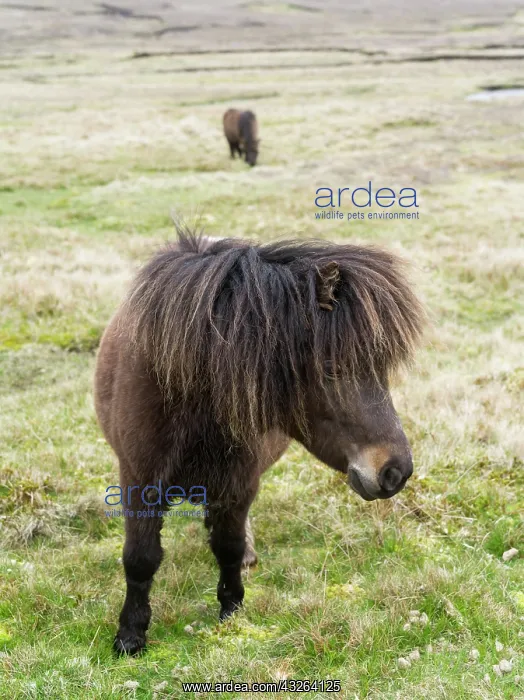 : Shetland Pony, Shetland islands, Scotland : Shetland Pony, Shetland islands, Scotland