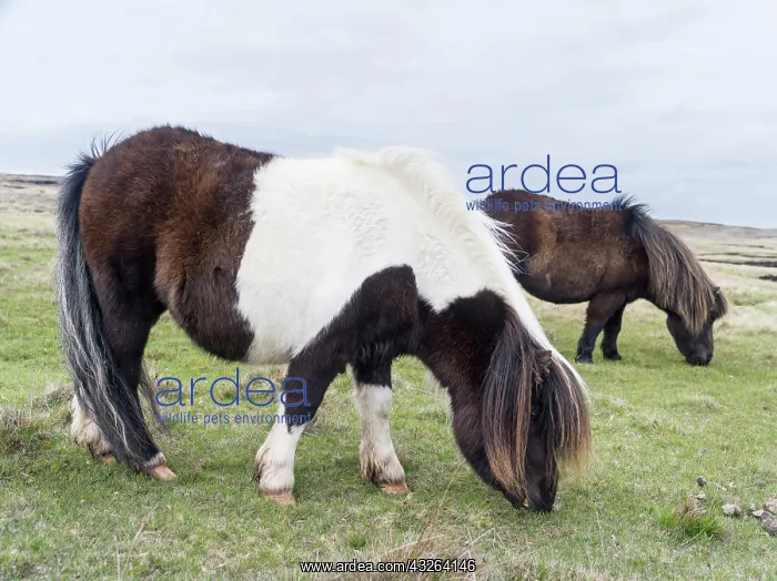 : Shetland Pony, Shetland islands, Scotland : Shetland Pony, Shetland islands, Scotland