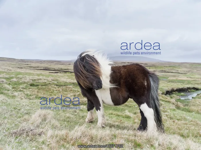 : Shetland Pony, Shetland islands, Scotland : Shetland Pony, Shetland islands, Scotland