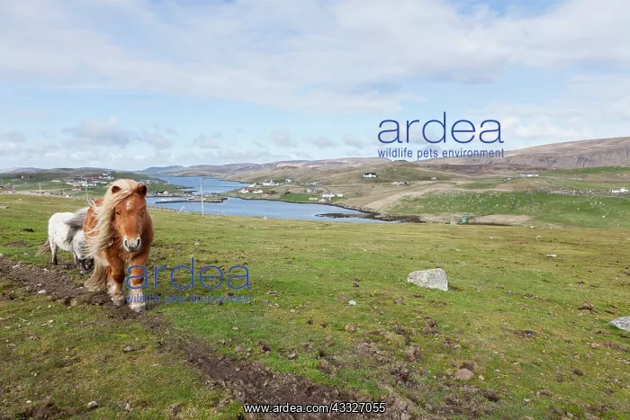 : Shetland Pony, Shetland islands, Scotland : Shetland Pony, Shetland islands, Scotland