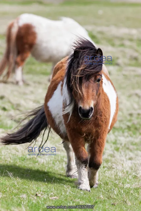 : Shetland Pony, Shetland islands, Scotland : Shetland Pony, Shetland islands, Scotland