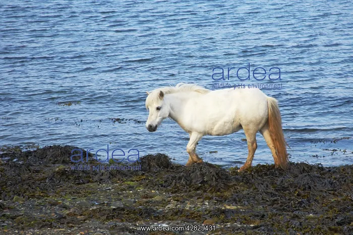 : Shetland Pony - on shore amongst seaweed : Shetland Pony - on shore amongst seaweed