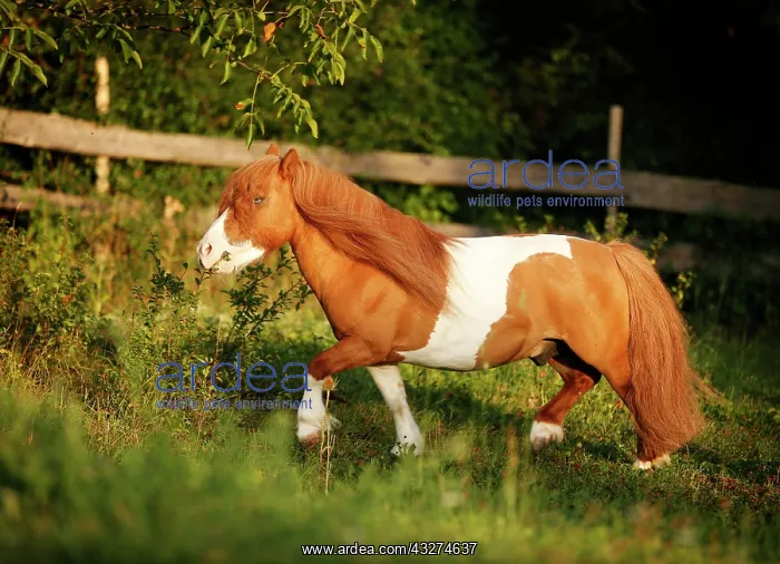 : Shetland Pony, skewbald horse, trotting across a : Shetland Pony, skewbald horse, trotting across a