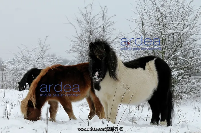 : Shetland Pony - in the snow : Shetland Pony - in the snow