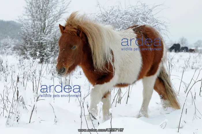 : Shetland Pony in the snow : Shetland Pony in the snow