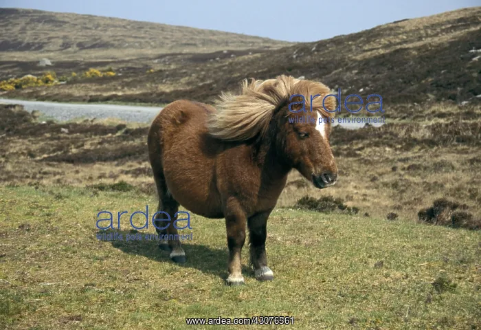 : Shetland Pony on South Uist Island Scotland : Shetland Pony on South Uist Island Scotland