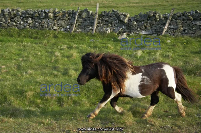 : Shetland Pony - stallion trotting : Shetland Pony - stallion trotting