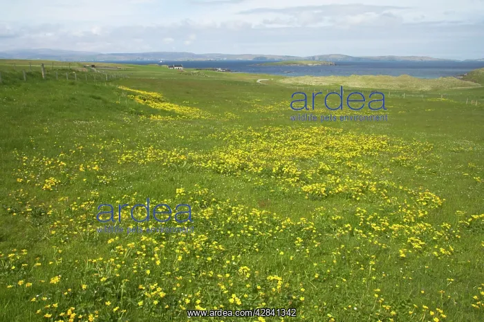 : Shetland Scene with Marsh Marigold in foreground : Shetland Scene with Marsh Marigold in foreground