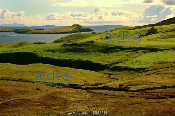: Shetland Scenery - green rolling hills with grazing : Shetland Scenery - green rolling hills with grazing