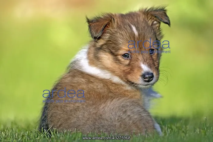 : Shetland Sheedog puppy few weeks old sitting in : Shetland Sheedog puppy few weeks old sitting in