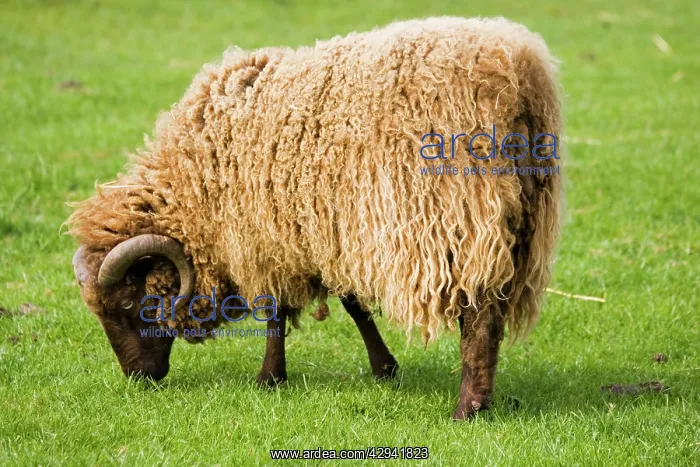 : Shetland sheep grazing at Rare Breed Trust Cotswold : Shetland sheep grazing at Rare Breed Trust Cotswold