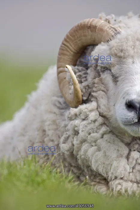 : Shetland sheep lying in the grass Unst Island Shetland : Shetland sheep lying in the grass Unst Island Shetland