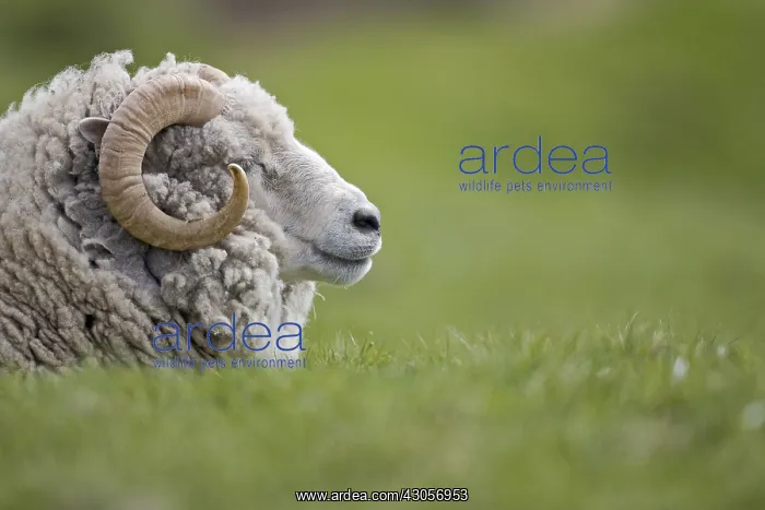  : Shetland sheep lying in the grass Unst Island Shetland