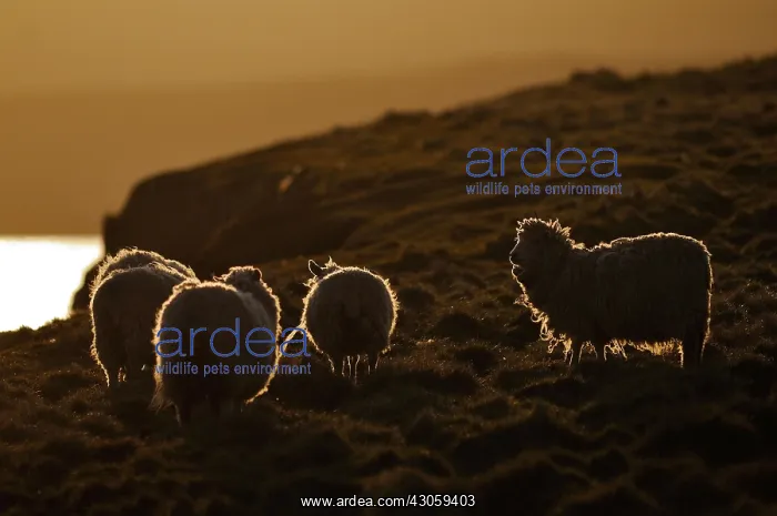 : Shetland sheep on the moor at dusk Shetland UK : Shetland sheep on the moor at dusk Shetland UK