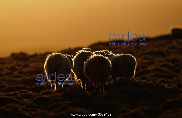 : Shetland sheep on the moor at dusk Shetland UK : Shetland sheep on the moor at dusk Shetland UK