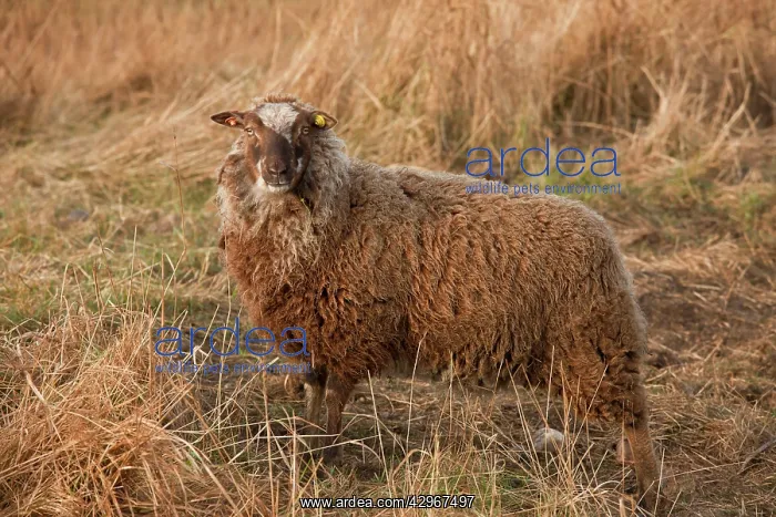 : Shetland sheep, part of Norfolk Naturalists Trust : Shetland sheep, part of Norfolk Naturalists Trust