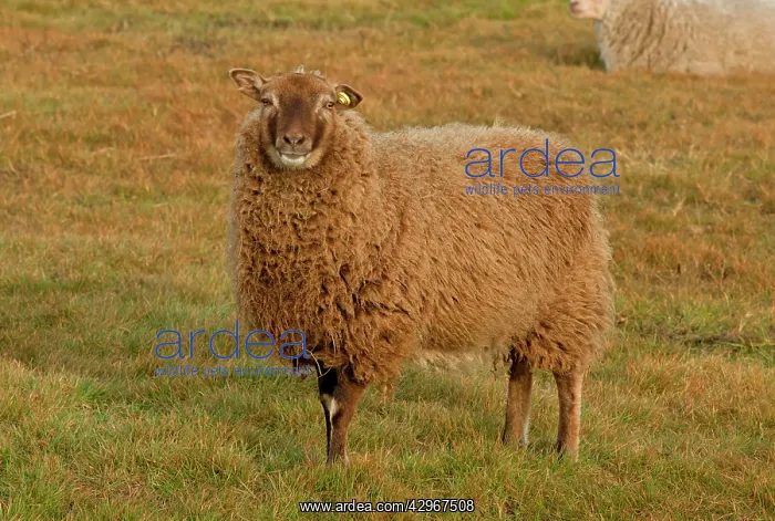 : Shetland sheep, part of Norfolk Naturalists Trust : Shetland sheep, part of Norfolk Naturalists Trust