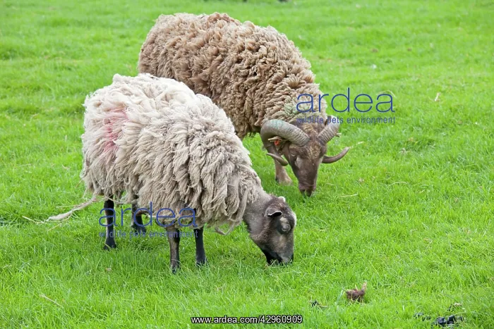 : Shetland sheep ram and ewe : Shetland sheep ram and ewe