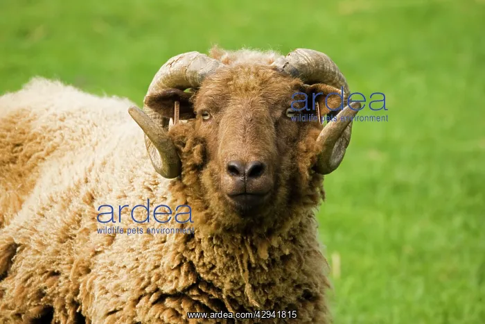: Shetland sheep at Rare Breed Trust Cotswold Farm : Shetland sheep at Rare Breed Trust Cotswold Farm