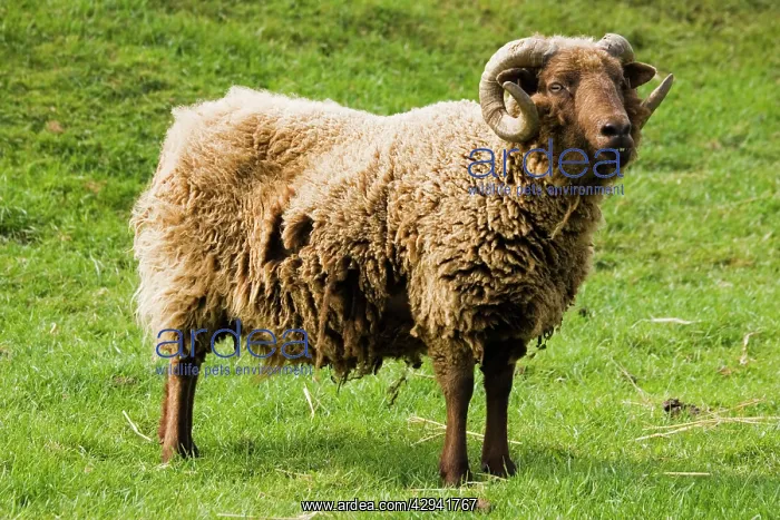 : Shetland sheep at Rare Breed Trust Cotswold Farm Park : Shetland sheep at Rare Breed Trust Cotswold Farm Park