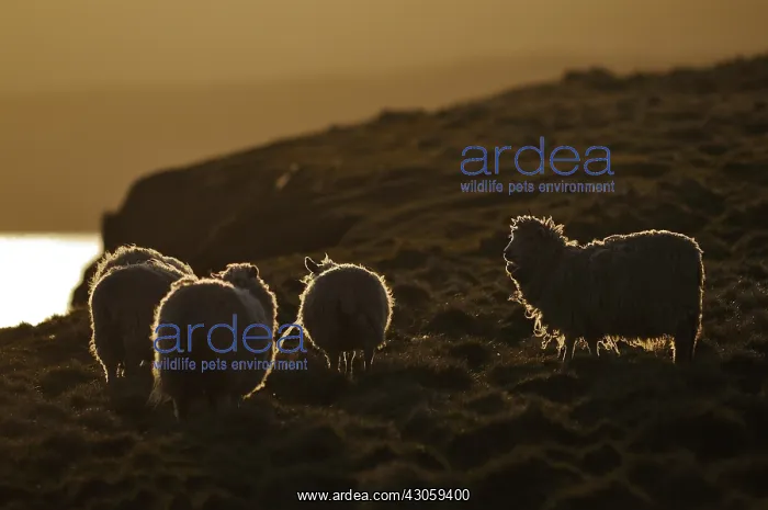 : Shetland sheep on the Shetland Islands : Shetland sheep on the Shetland Islands