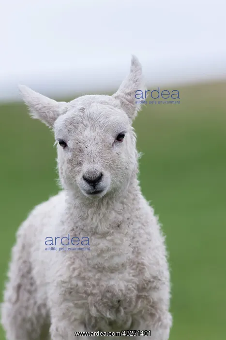 : Shetland Sheep, a traditional, hardy breed : Shetland Sheep, a traditional, hardy breed