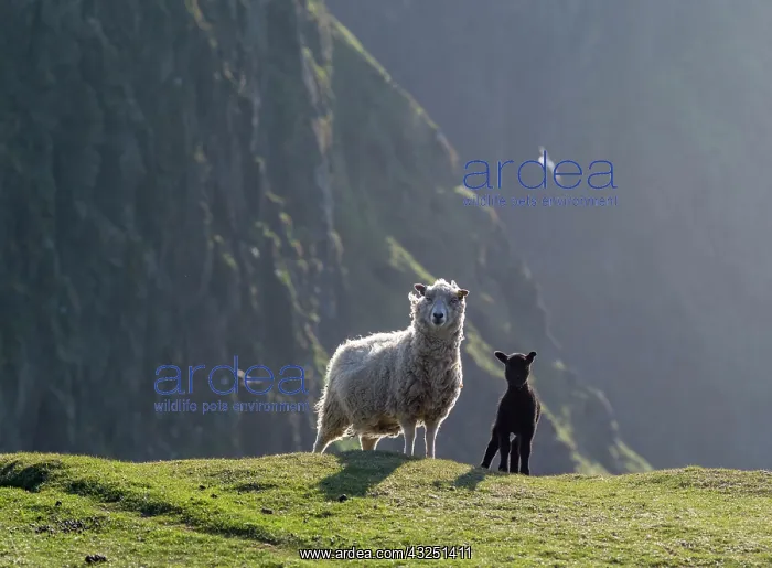 : Shetland Sheep, a traditional, hardy breed