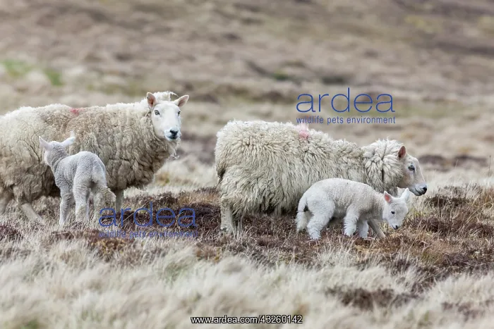  : Shetland Sheep, a traditional, hardy breed