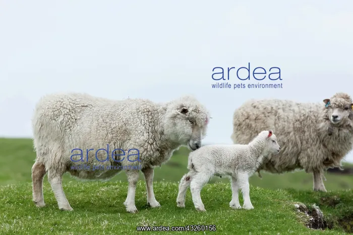 : Shetland Sheep, a traditional, hardy breed : Shetland Sheep, a traditional, hardy breed