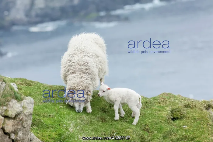 : Shetland Sheep, a traditional, hardy breed : Shetland Sheep, a traditional, hardy breed