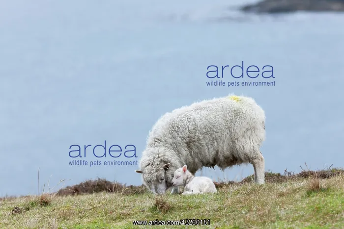 : Shetland Sheep, a traditional, hardy breed : Shetland Sheep, a traditional, hardy breed